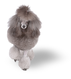 Picture of a grey poodle