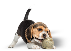 Day Care Picture of a beagle puppy playing