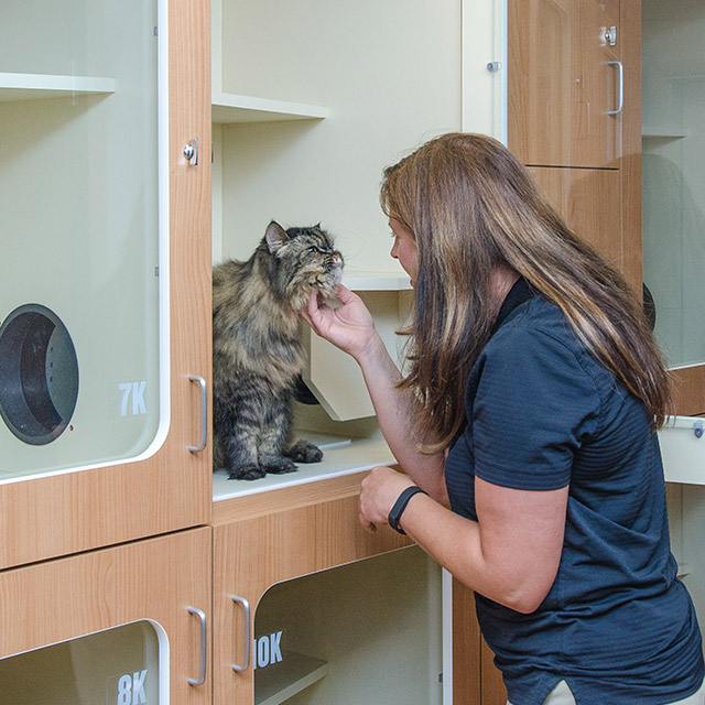 cat-boarding-pet-boarding-nemacolin-wooflands