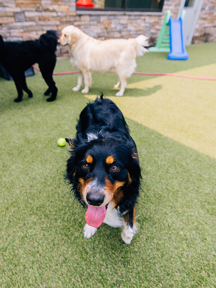 cute dog in a yard