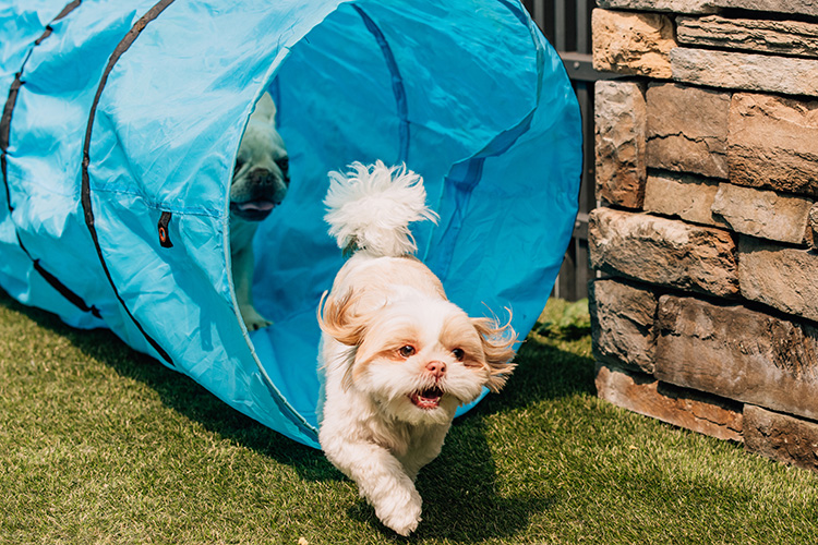 Doggy at day care