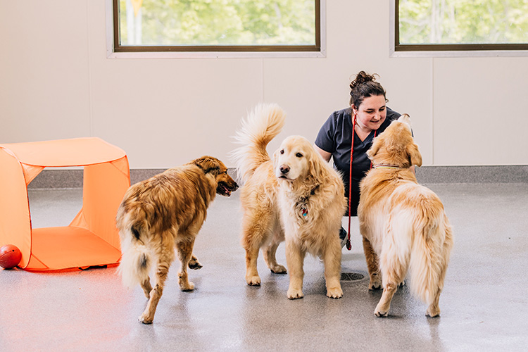 dogs in boarding